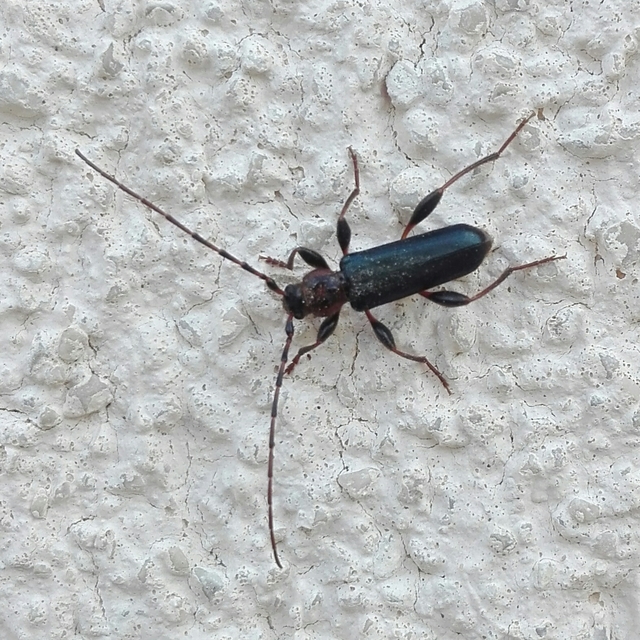 Phymatodes testaceus - változékony korongcincér Phymatodes testaceus - változékony korongcincér