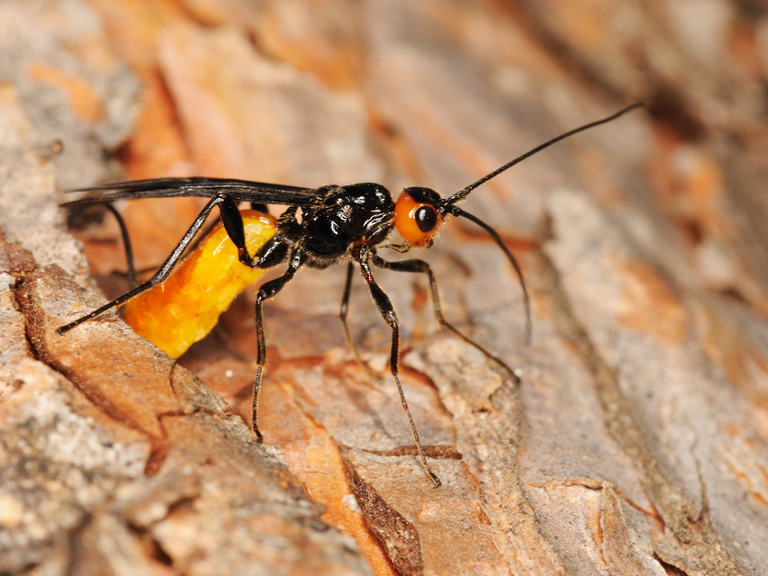 Braconidae - gyilkosfürkészek