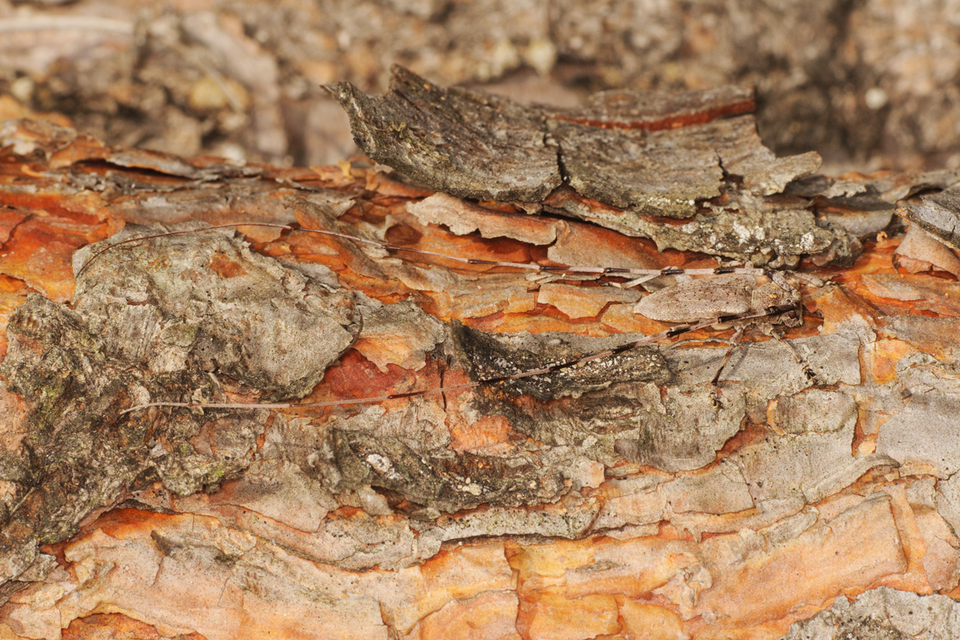 Acanthocinus aedilis - nagy daliáscincér