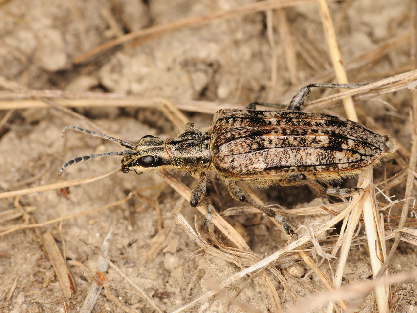 Rhagium inquisitor - fenyves-tövisescincér