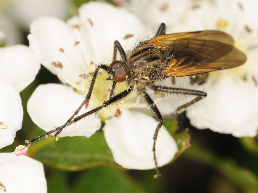 Empididae - táncoslegyek