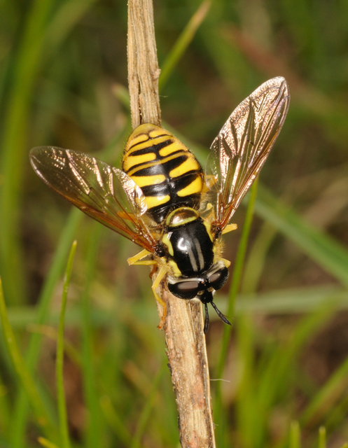 Chrysotoxum
