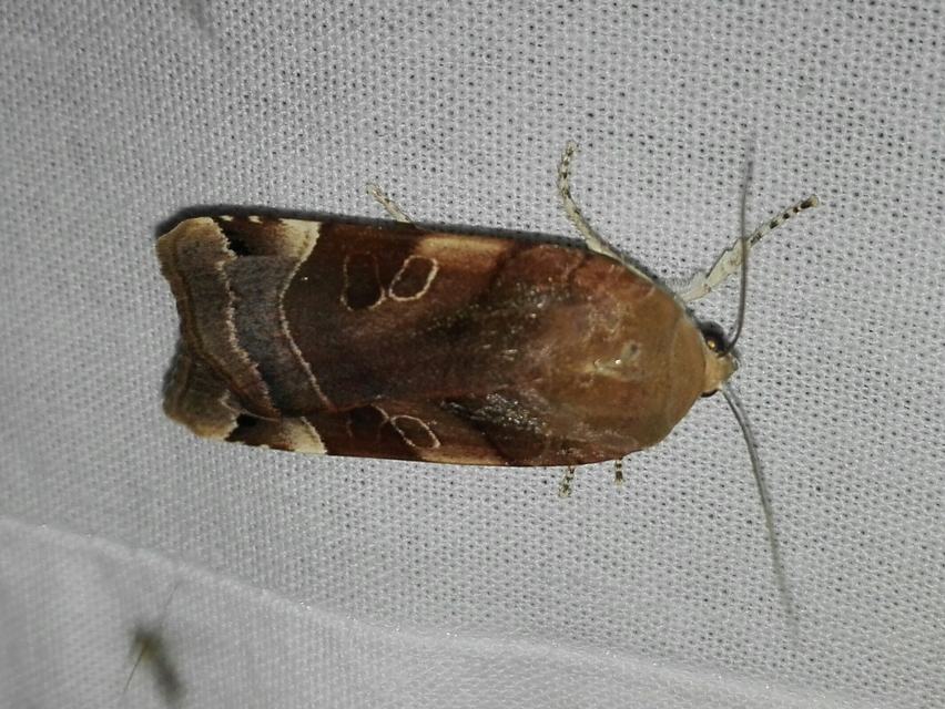 Noctua fimbriata - szélessávú sárgafűbagoly