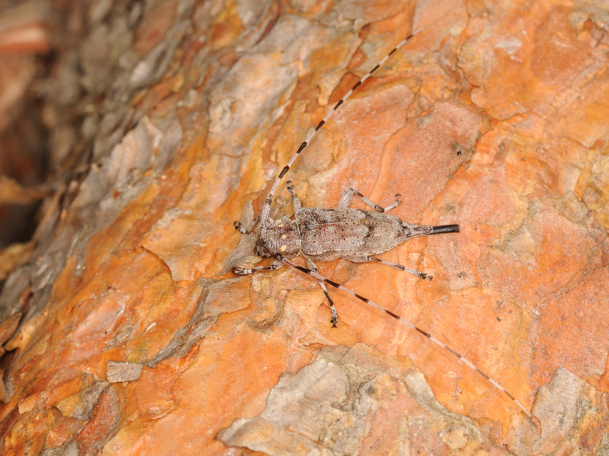 Acanthocinus aedilis - nagy daliáscincér