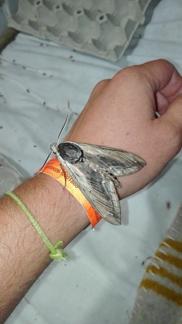 Sphinx ligustri - fagyalszender