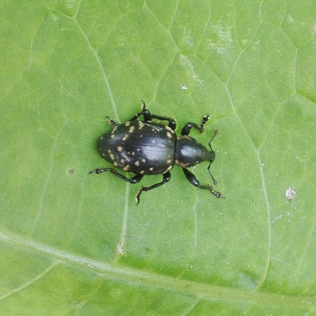Liparus glabrirostris - közönséges acsalapuormányos