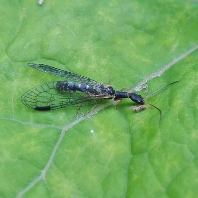 Raphidioptera - Tevenyakú-fátyolkák
