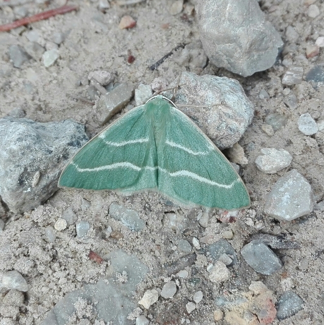 Hylaea fasciaria - erdeifenyő-sávosaraszoló