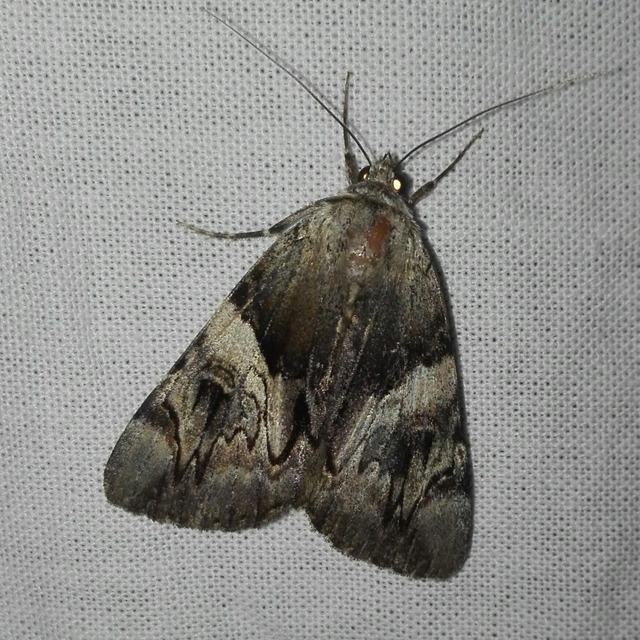Catocala fulminea - galagonya-övesbagoly