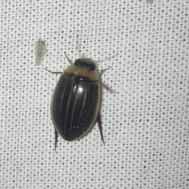 Hydaticus grammicus - déli mocsáricsíkbogár