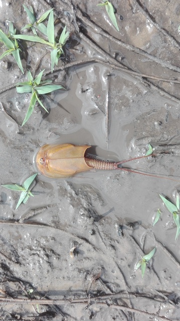Triops cancriformis - nyári pajzsosrák