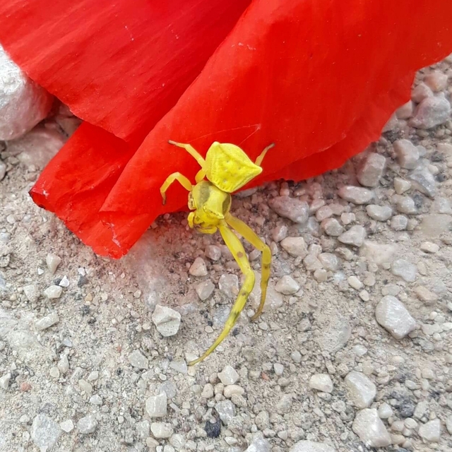 Thomisus onustus - fehér karolópók