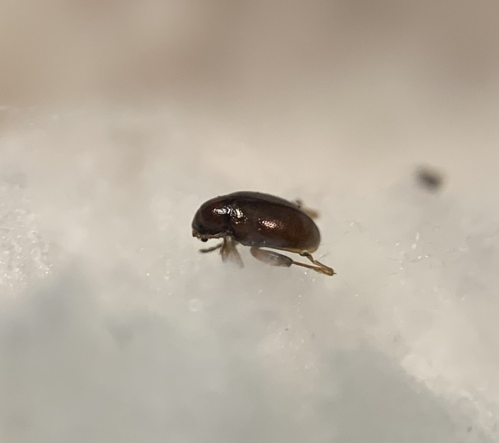 Longitarsus