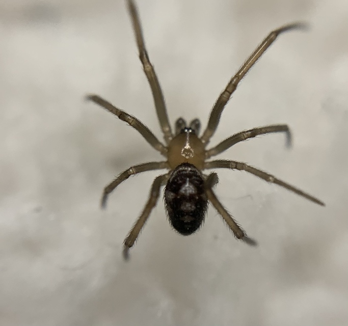 Steatoda grossa - nagy faggyúpók
