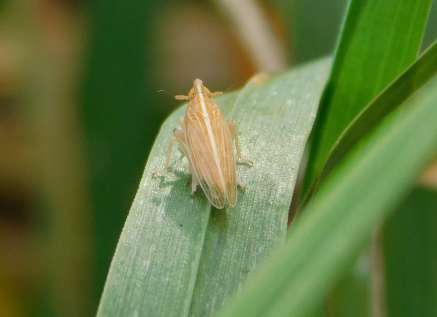 Delphacidae - sarkantyús kabócák