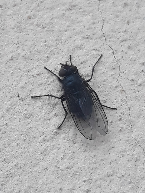 Calliphora