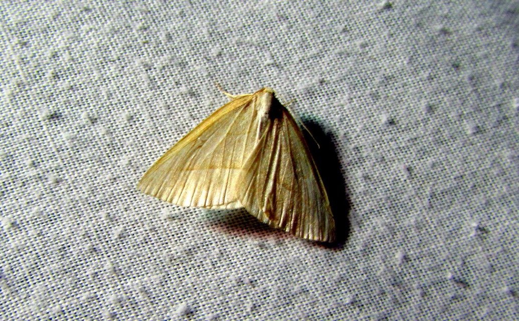 Petrophora chlorosata - páfrányaraszoló