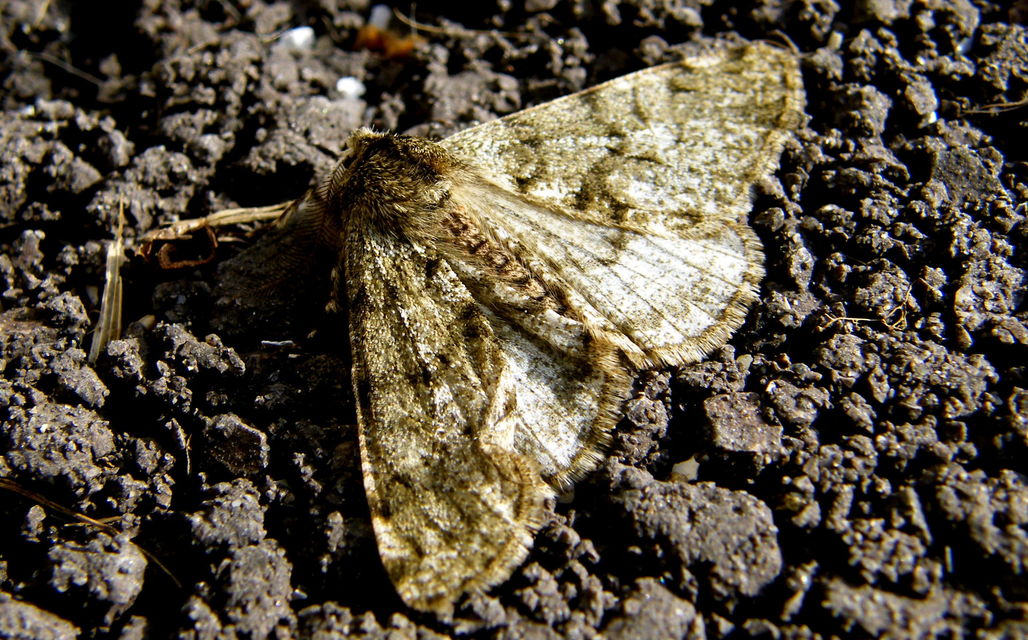 Apocheima pilosaria - zöldes tavasziaraszoló