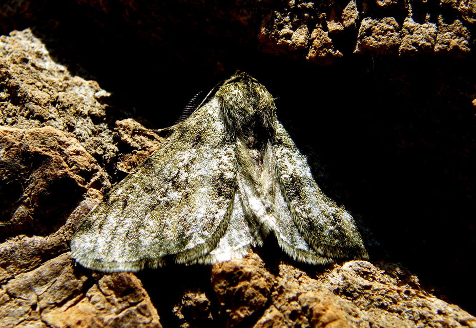 Apocheima pilosaria - zöldes tavasziaraszoló
