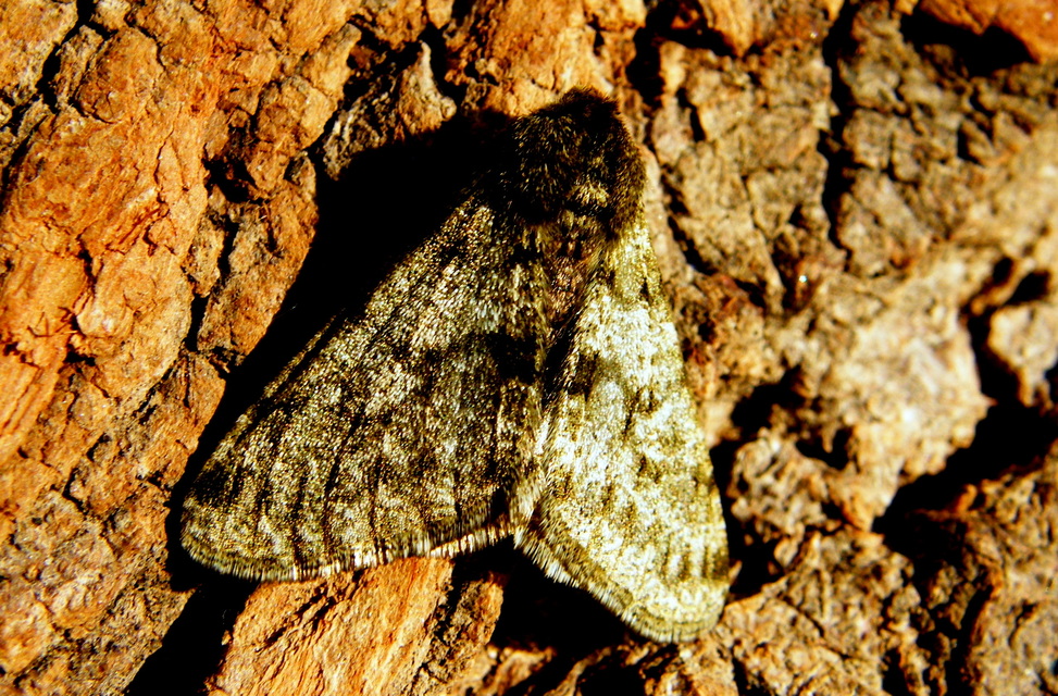 Apocheima pilosaria - zöldes tavasziaraszoló