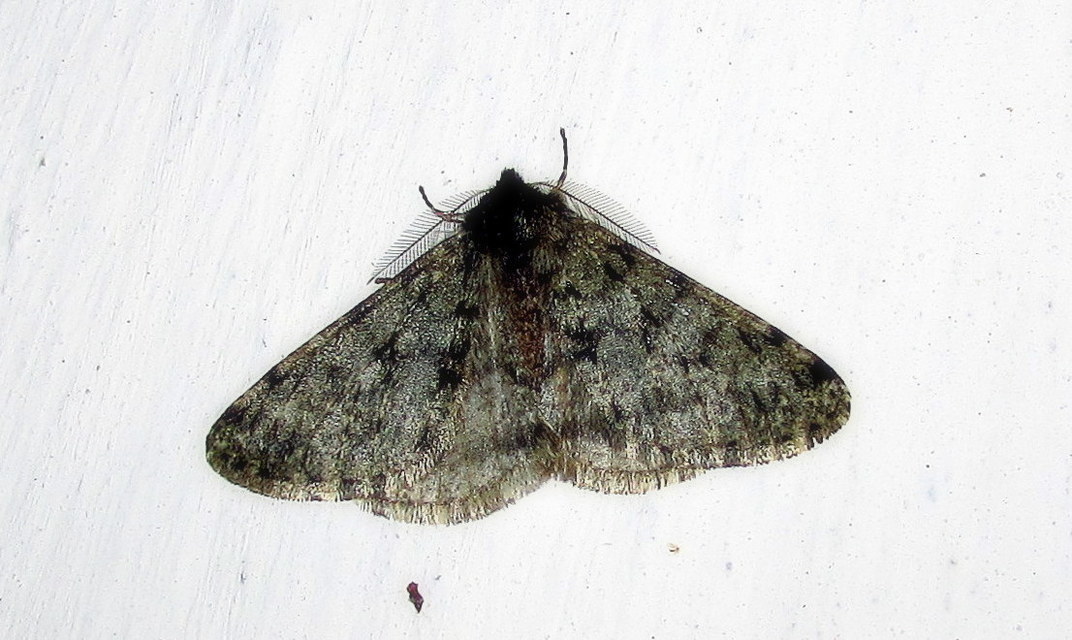 Apocheima pilosaria - zöldes tavasziaraszoló