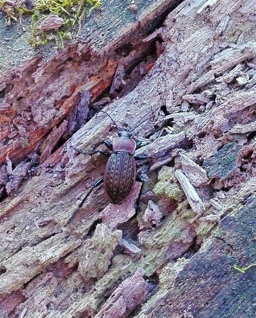 Carabus cancellatus - ragyás futrinka