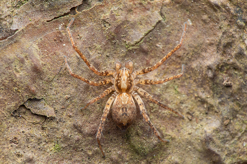 Anyphaena accentuata - jegyespók