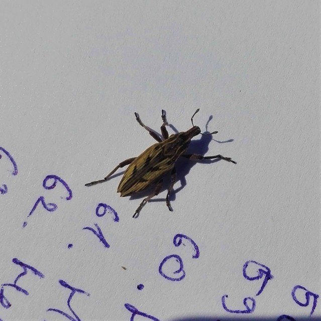 Coniocleonus nigrosuturatus - nyíljegyes barkó
