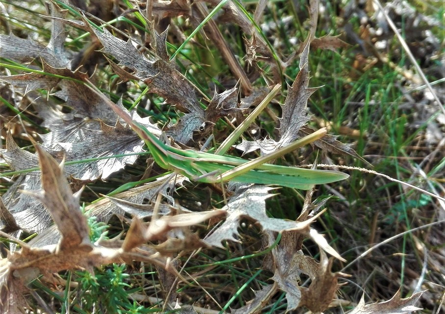 Acrida ungarica - sisakos sáska Acrida ungarica - sisakos sáska