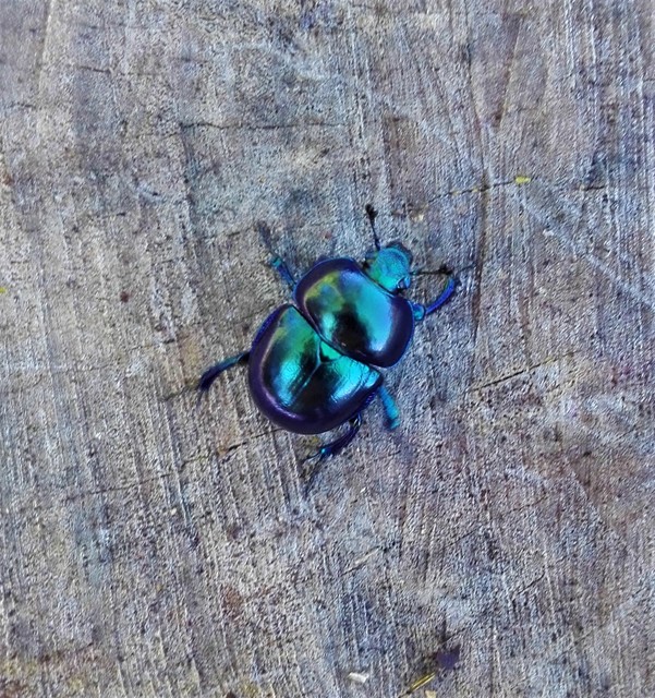 Trypocopris vernalis - tavaszi álganéjtúró