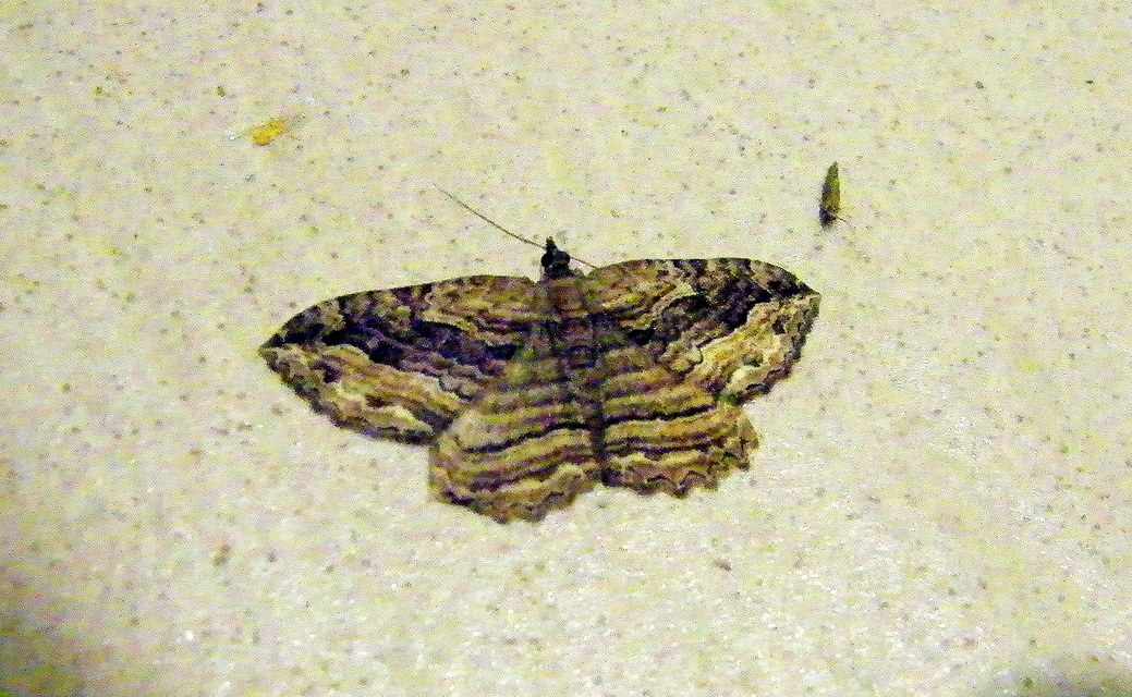 Philereme transversata - varjútövis-araszoló