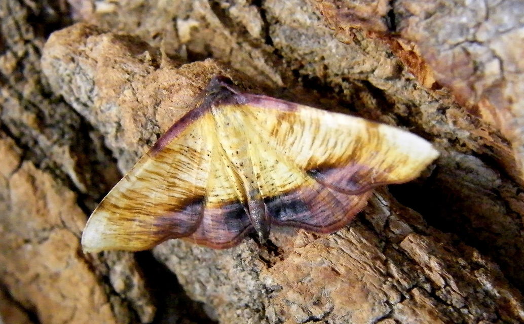 Plagodis dolabraria - baltaszárnyú araszoló