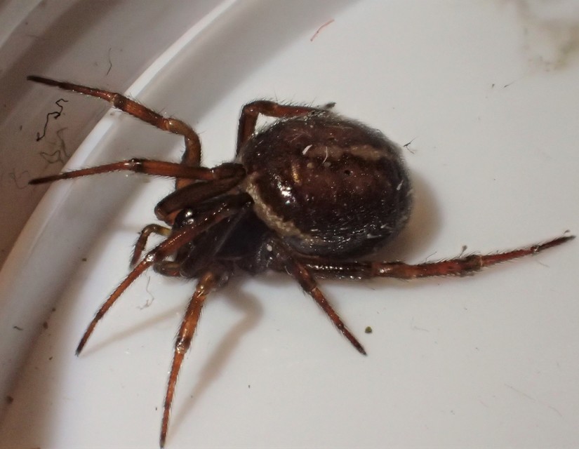 Steatoda bipunctata - kétpettyes faggyúpók