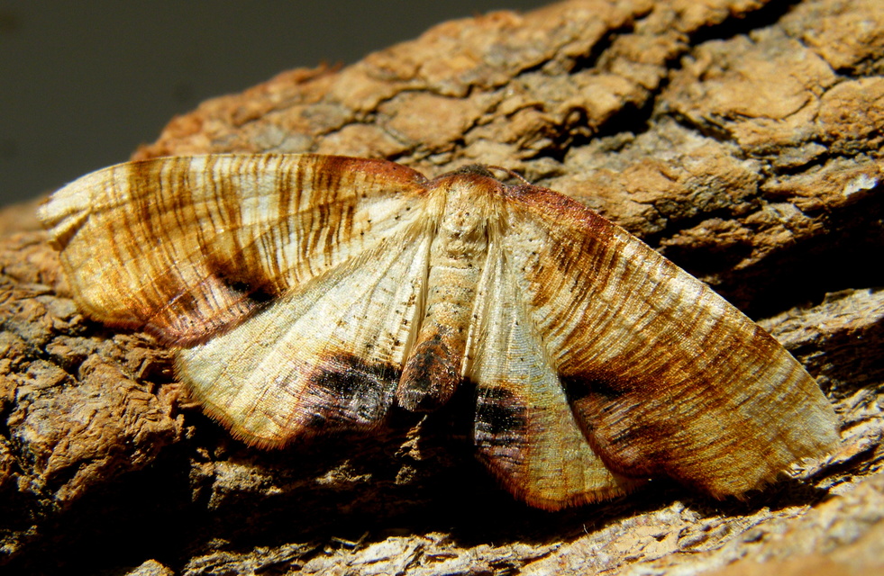 Plagodis dolabraria - baltaszárnyú araszoló