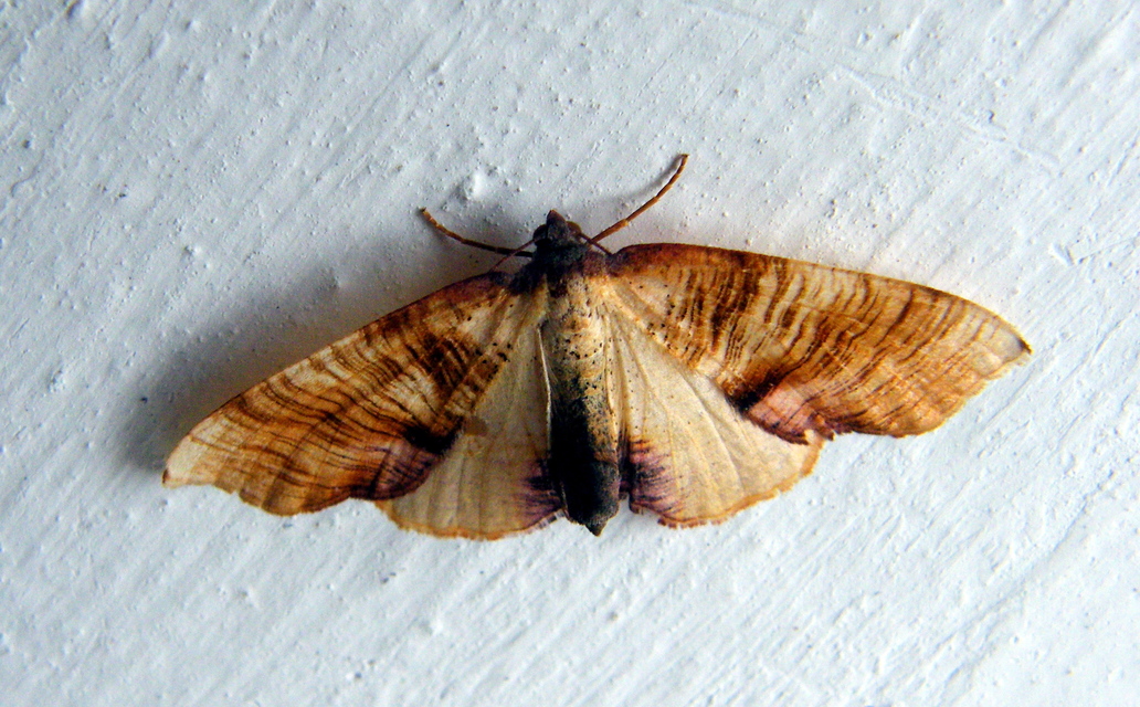 Plagodis dolabraria - baltaszárnyú araszoló