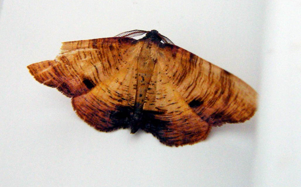 Plagodis dolabraria - baltaszárnyú araszoló