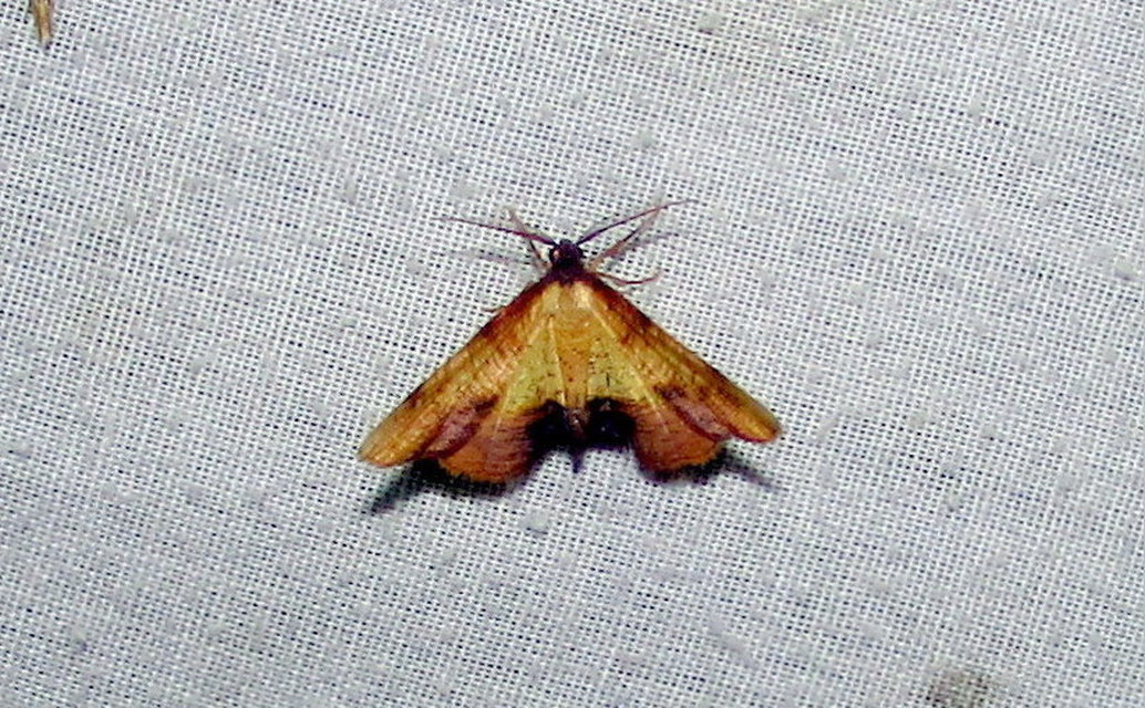 Plagodis dolabraria - baltaszárnyú araszoló