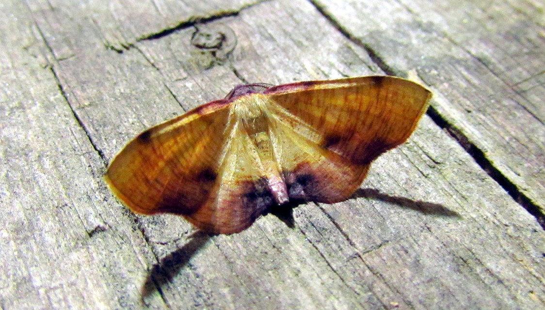 Plagodis dolabraria - baltaszárnyú araszoló