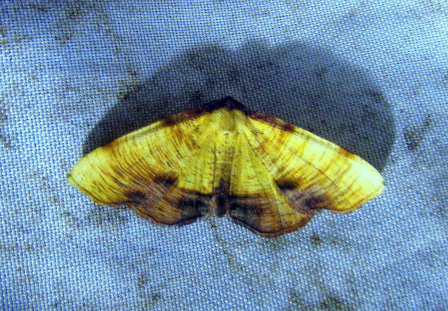 Plagodis dolabraria - baltaszárnyú araszoló