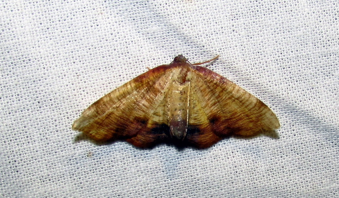 Plagodis dolabraria - baltaszárnyú araszoló
