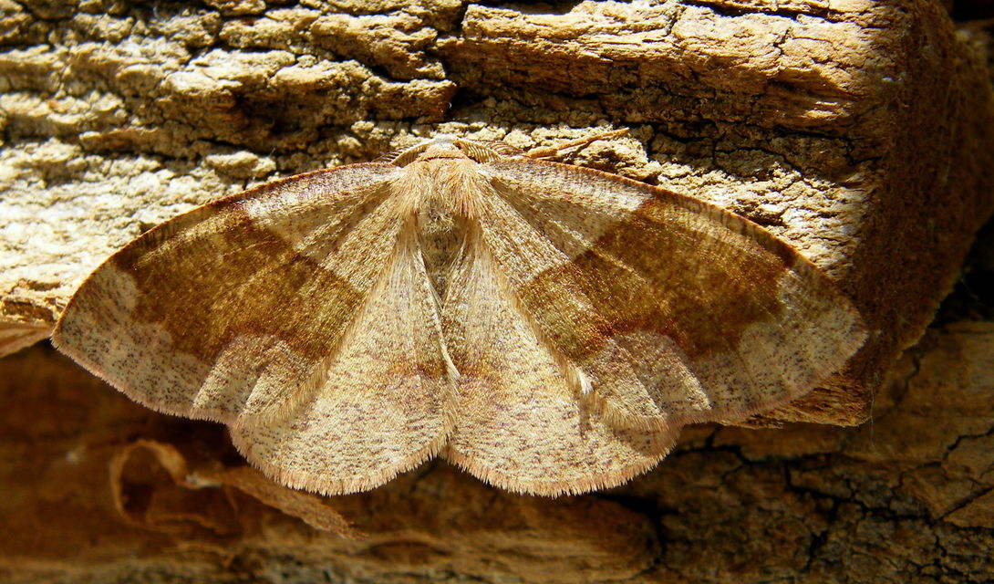 Plagodis pulveraria - szemcsés araszoló