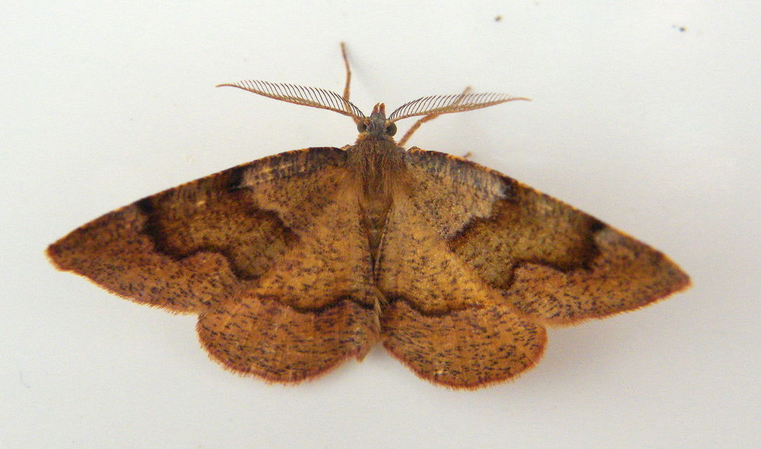 Plagodis pulveraria - szemcsés araszoló