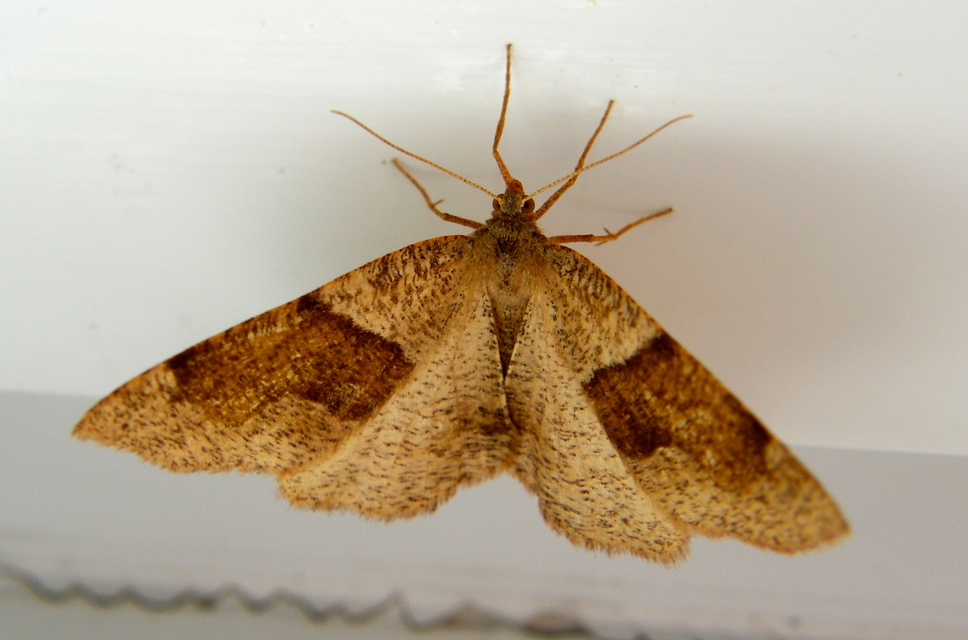 Plagodis pulveraria - szemcsés araszoló