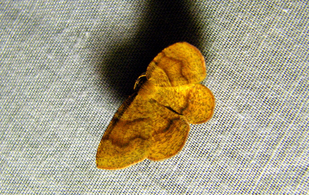 Plagodis pulveraria - szemcsés araszoló