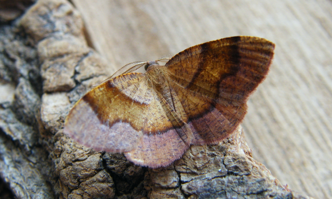 Plagodis pulveraria - szemcsés araszoló