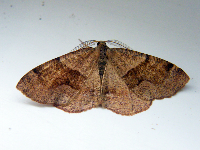 Plagodis pulveraria - szemcsés araszoló