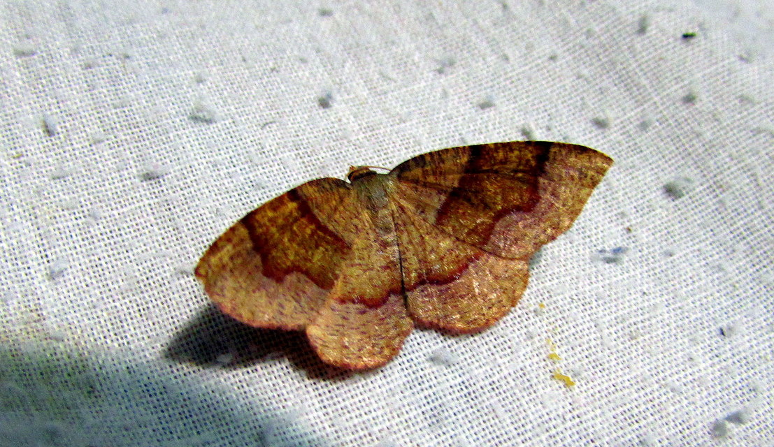 Plagodis pulveraria - szemcsés araszoló