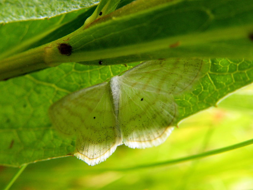 Scopula caricaria - mocsári fehéraraszoló
