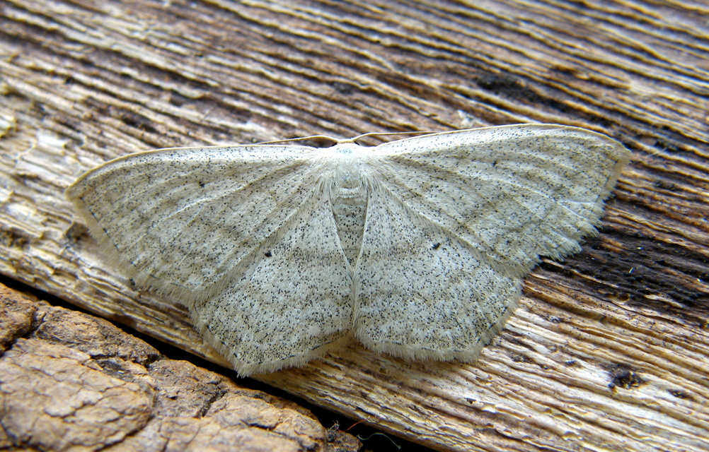 Scopula nigropunctata - feketepettyes araszoló