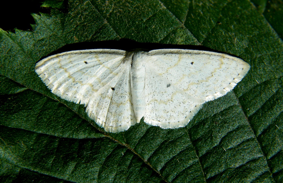 Scopula immutata - réti fehéraraszoló